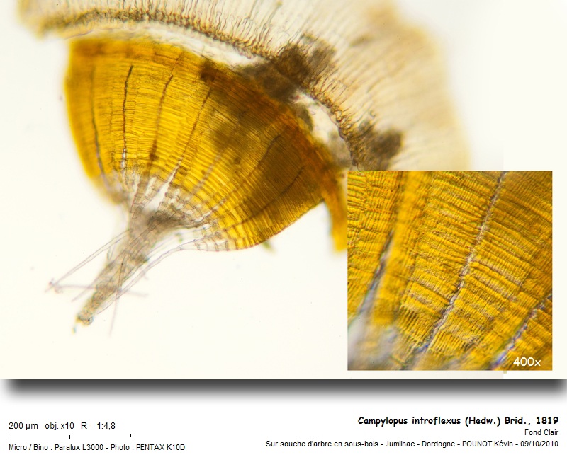 Campylopus introflexus (Hedw.), Brid., 1819 #18402