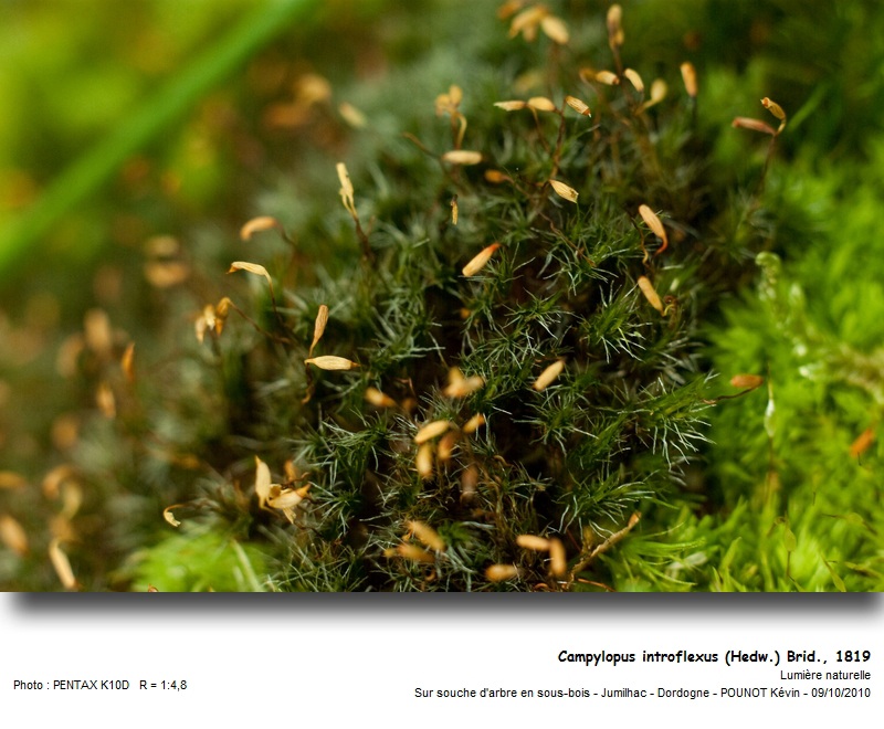 Campylopus introflexus (Hedw.), Brid., 1819 #18397