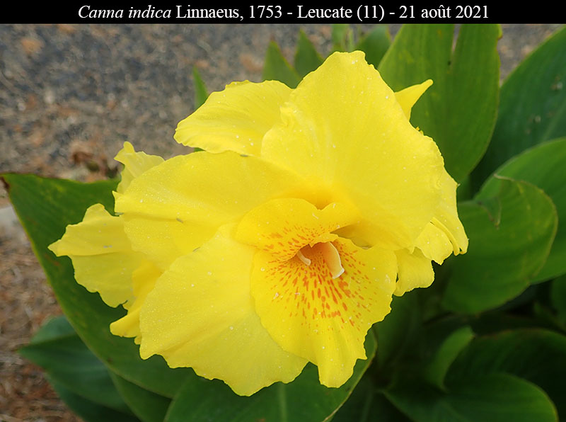 Canna indica #76786