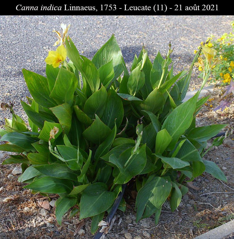 Canna indica #76777