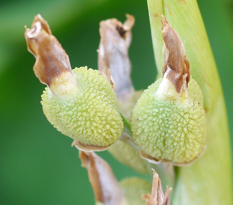 Canna indica #76785