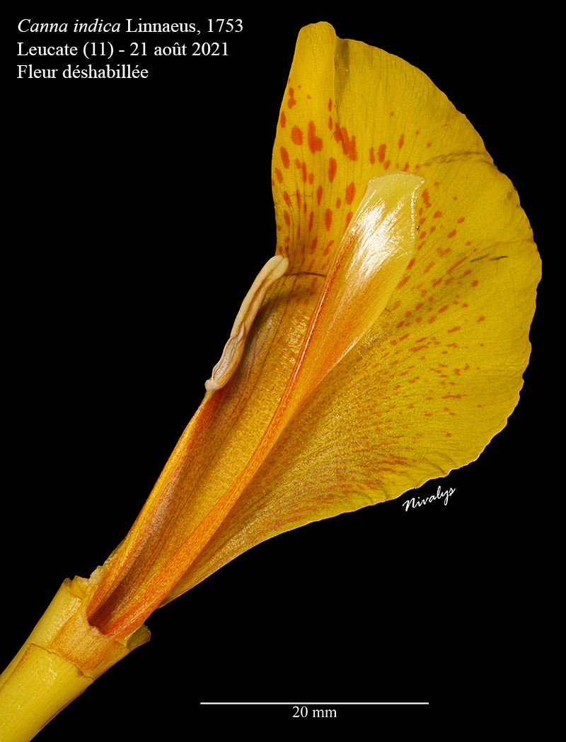 Canna indica #76783