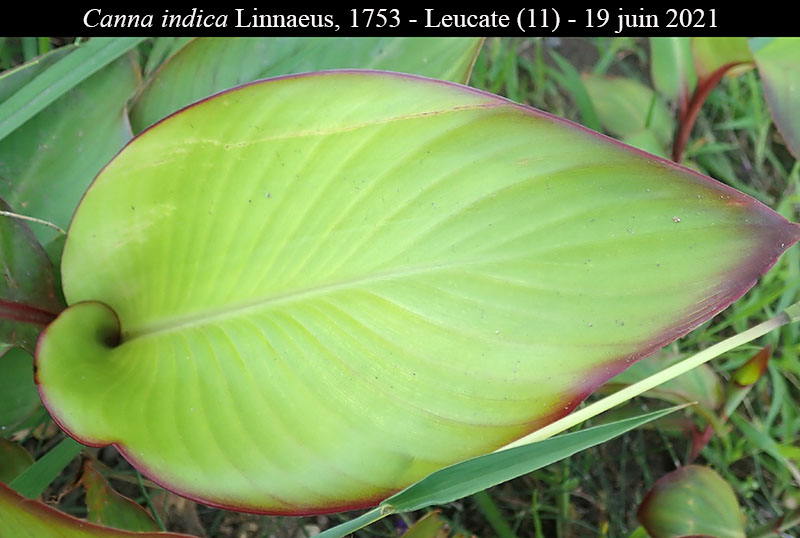 Canna indica #76780