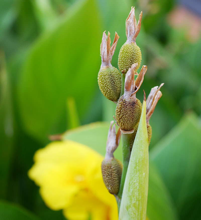 Canna indica #76784