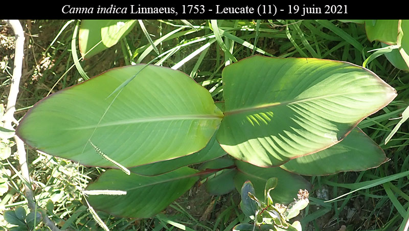 Canna indica #76779