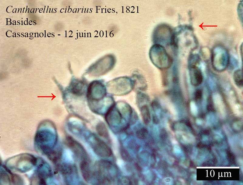 Cantharellus cibarius E.M. Fries : coupe, baside et spore #45711
