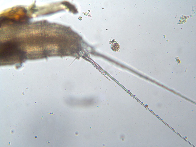 Canthocamptus sp. - Canthocamptidae - Copépodes #2368