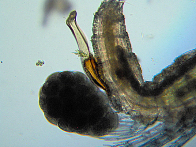 Canthocamptus sp. - Canthocamptidae - Copépodes #2367