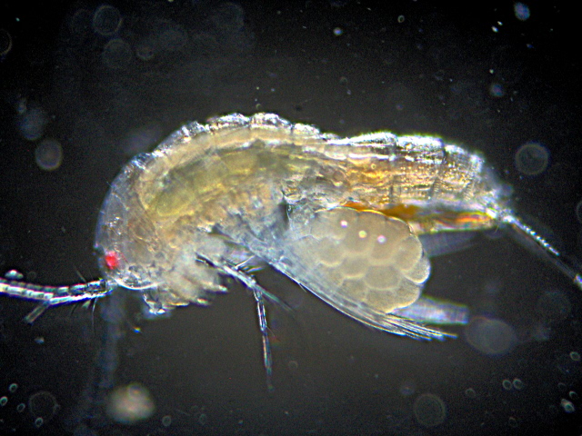 Canthocamptus sp. - Canthocamptidae - Copépodes #7670