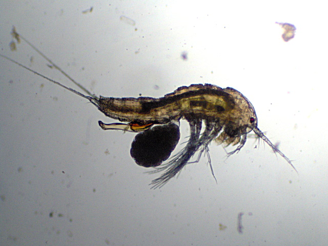 Canthocamptus sp. - Canthocamptidae - Copépodes #2369