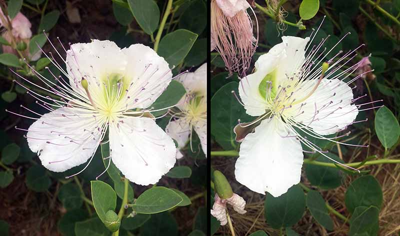 Capparis spinosa Linné, 1753 #46356