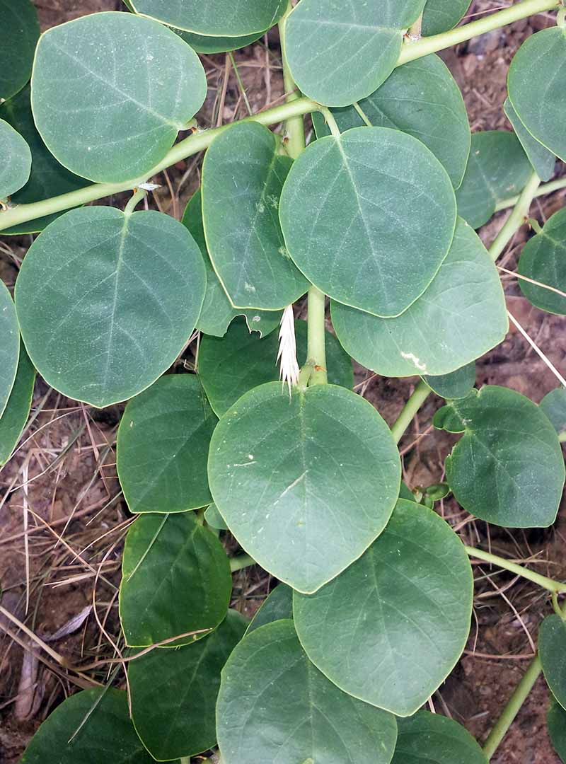 Capparis spinosa Linné, 1753 #46354