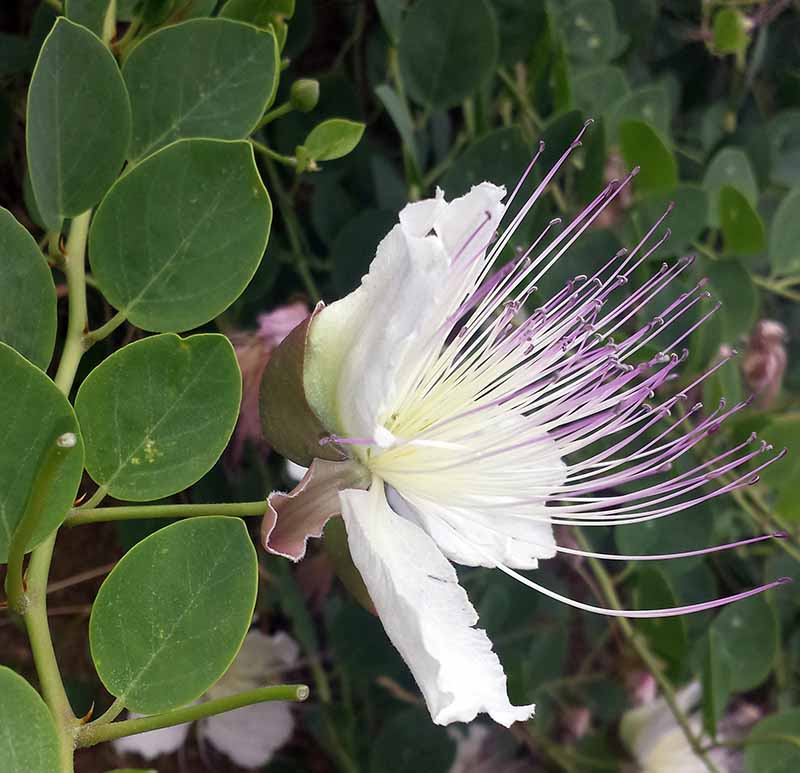 Capparis spinosa Linné, 1753 #46357