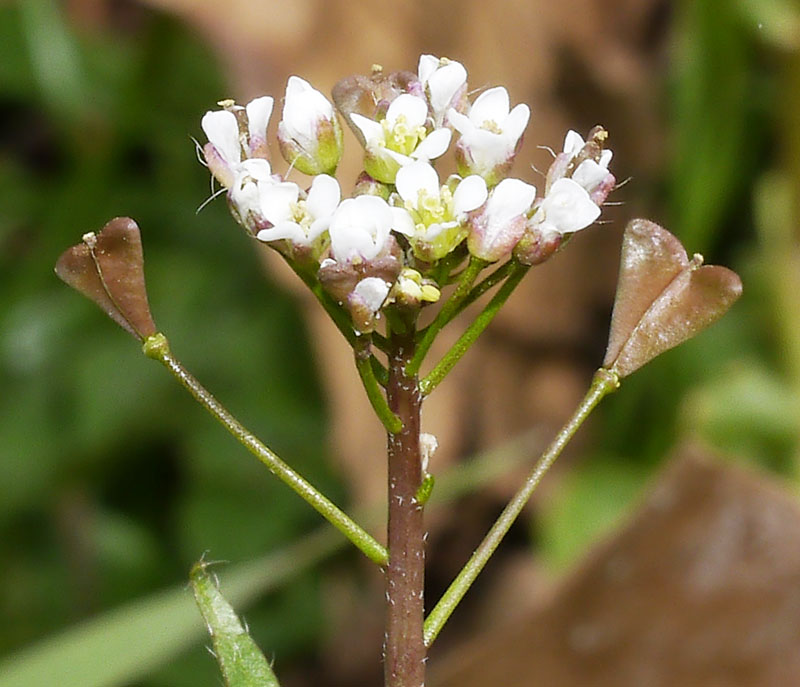Capsella bursa-pastoris (L.) Medicus #54196