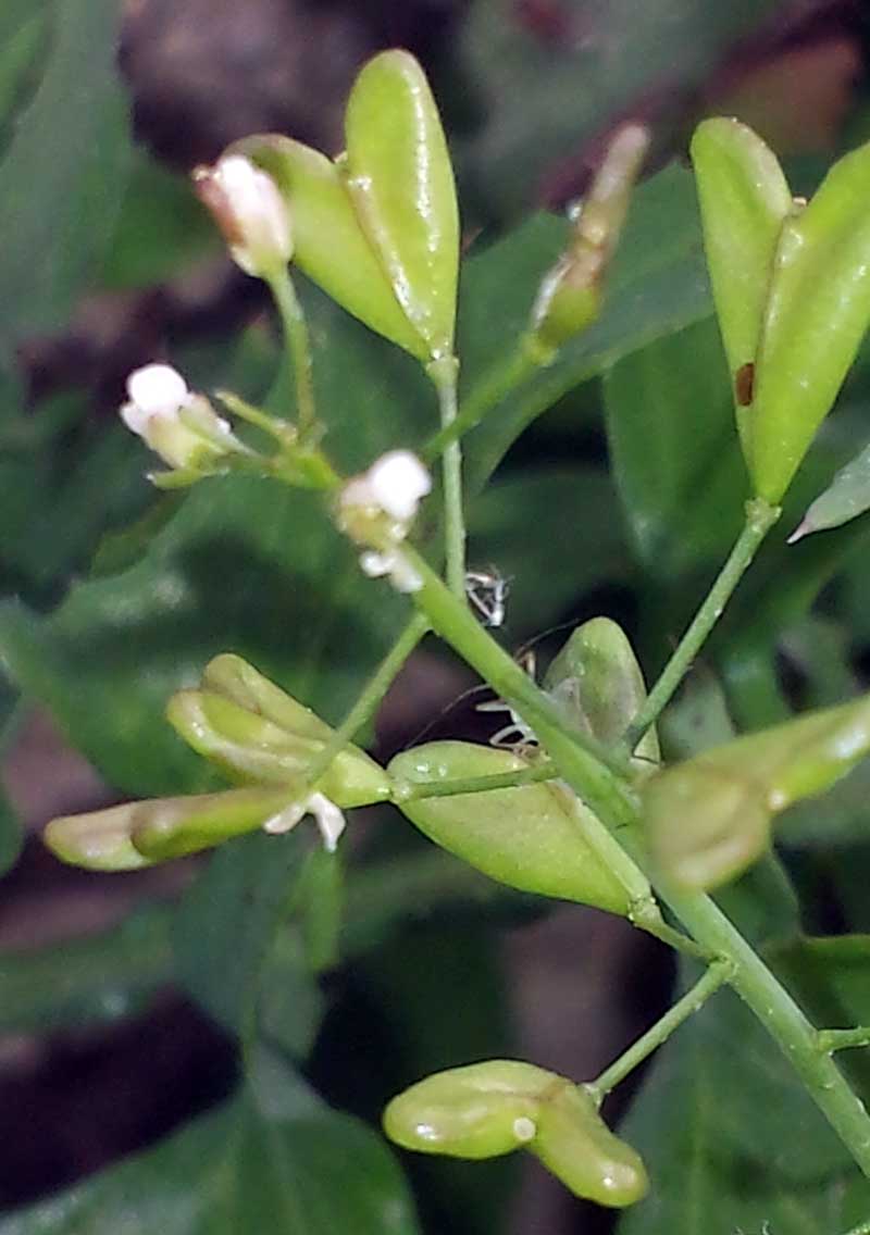 Capsella bursa-pastoris (L.) Medicus #45585