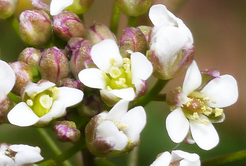 Capsella bursa-pastoris (L.) Medicus #54195