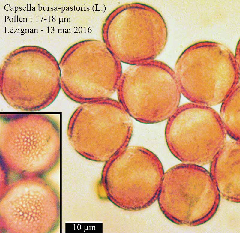 Capsella bursa-pastoris (L.) Medicus #45588
