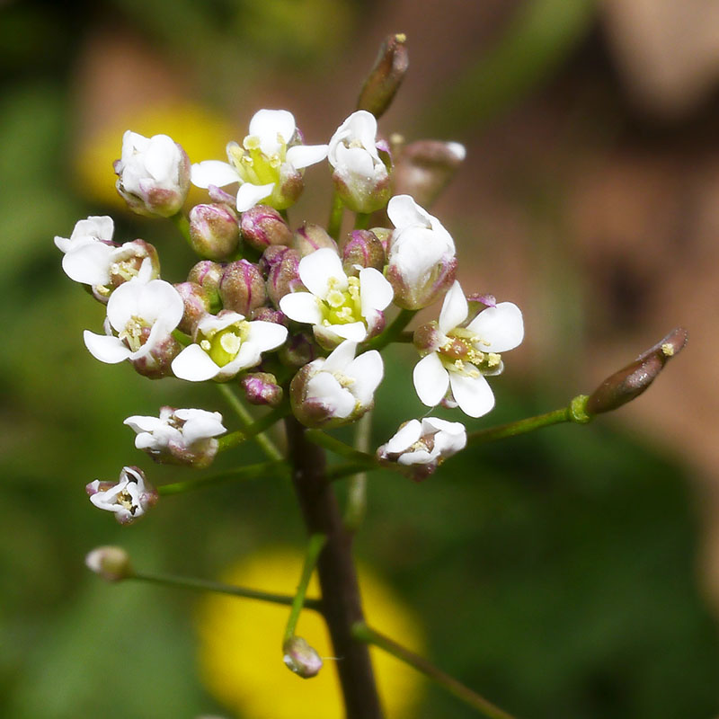 Capsella bursa-pastoris (L.) Medicus #54193