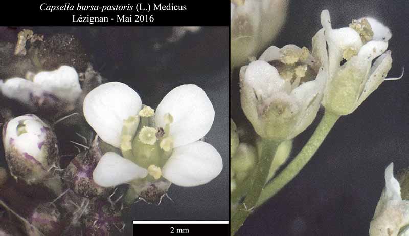 Capsella bursa-pastoris (L.) Medicus #45586