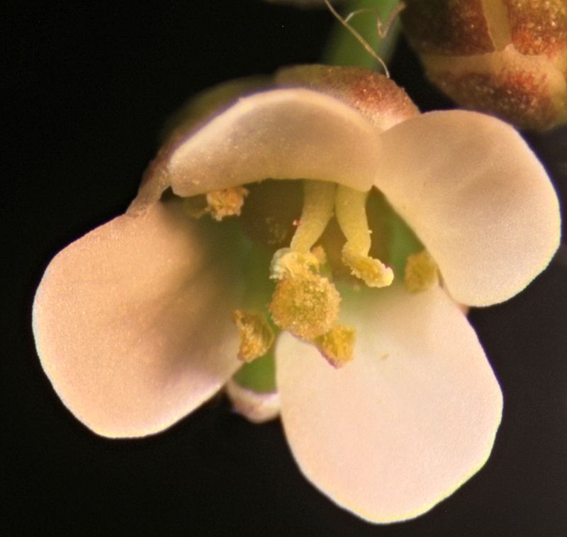 Capsella bursa-pastoris-Bourse à pasteur #63279