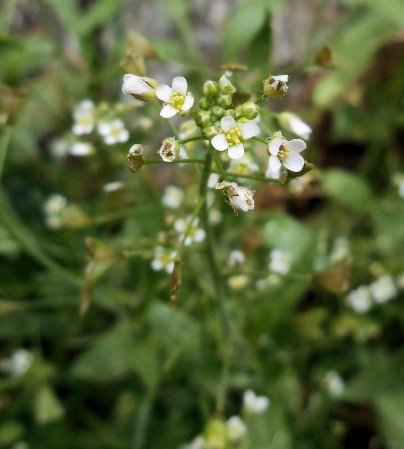 Capsella bursa-pastoris-Bourse à pasteur #63287