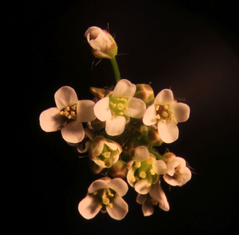 Capsella bursa-pastoris-Bourse à pasteur #63277