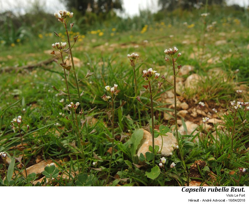 Capsella rubella Reut. #54709