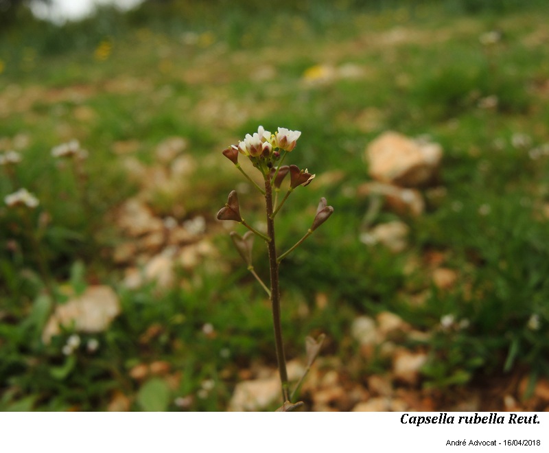 Capsella rubella Reut. #54710