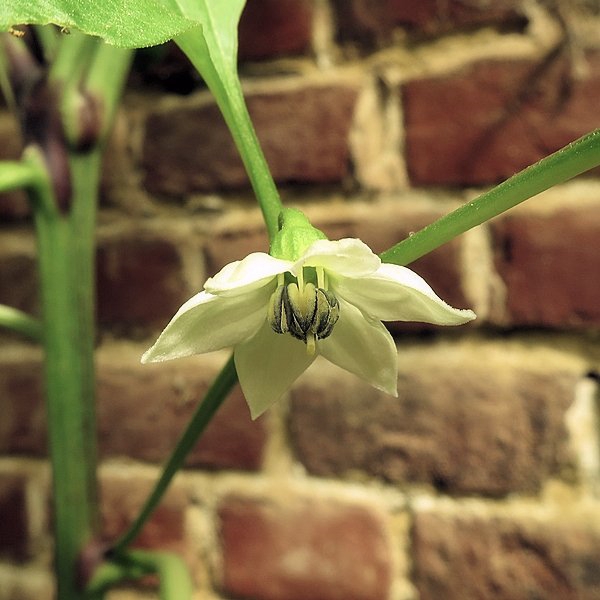 Capsicum annuum - Poivron #51802