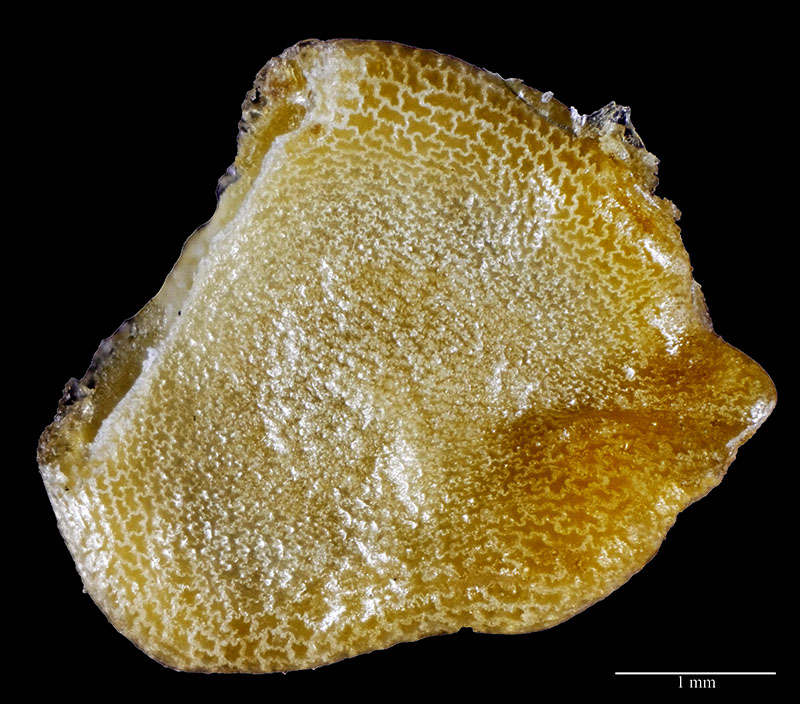 Capsicum chinense #58783