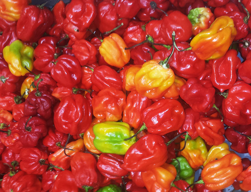 Capsicum chinense #58782