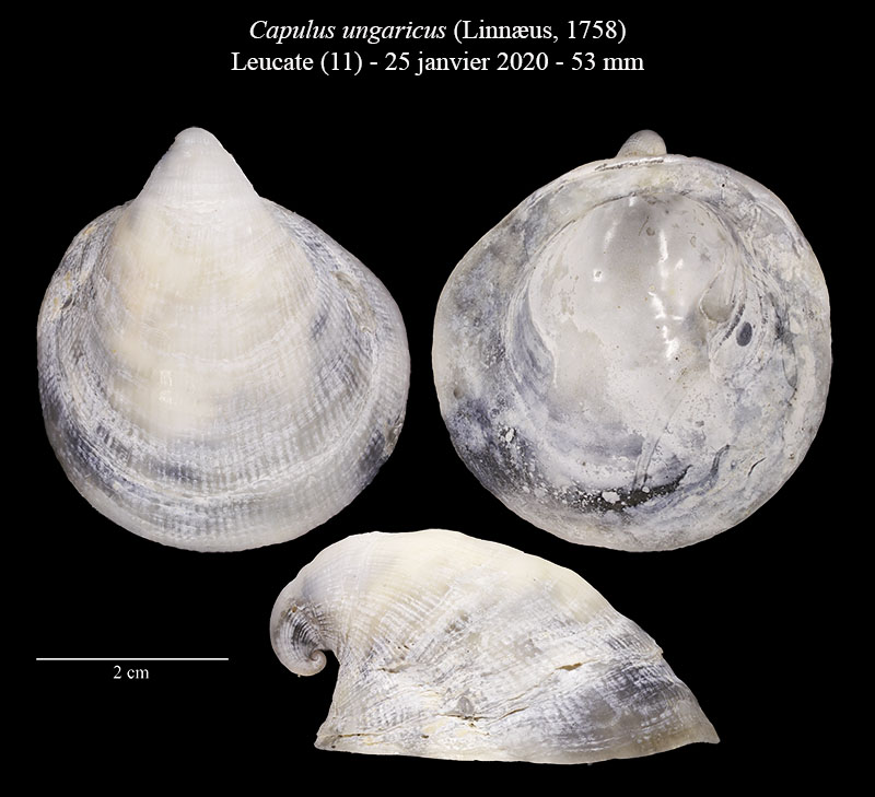Capulus ungaricus #63415