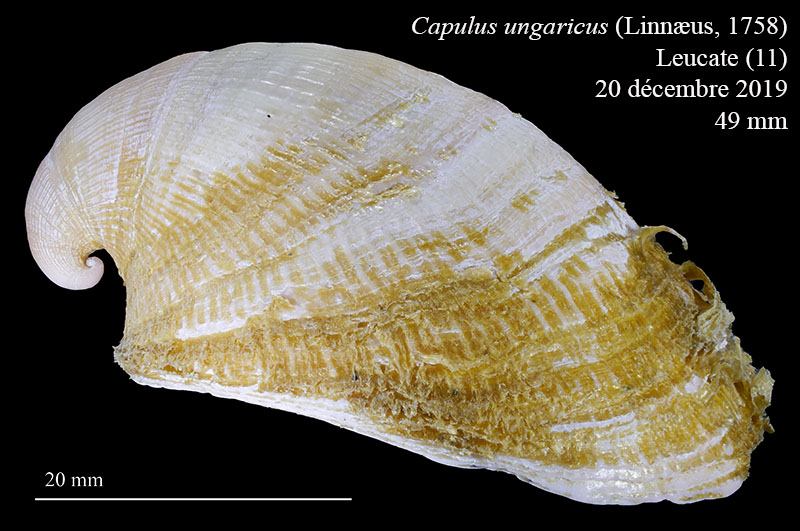 Capulus ungaricus #63417