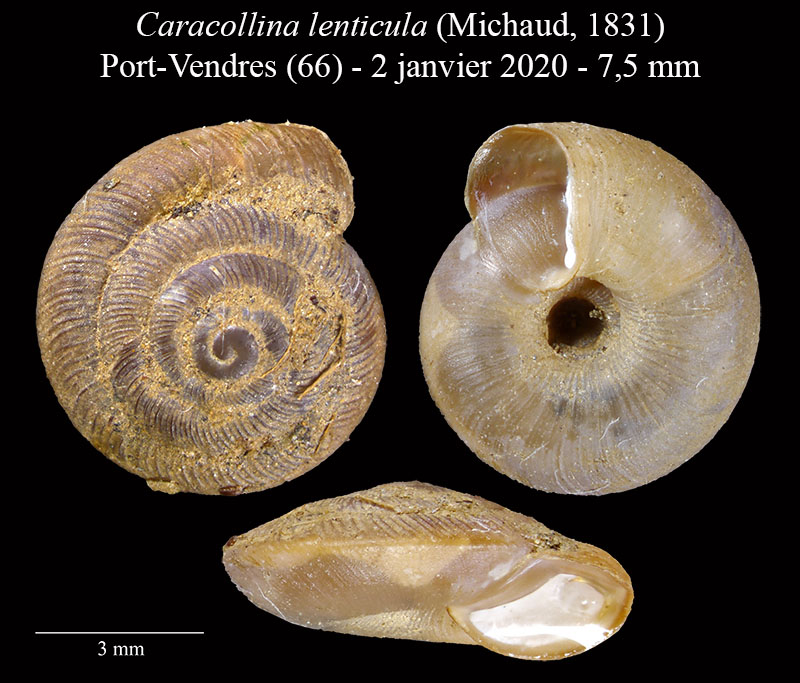 Caracollina lenticula #61561