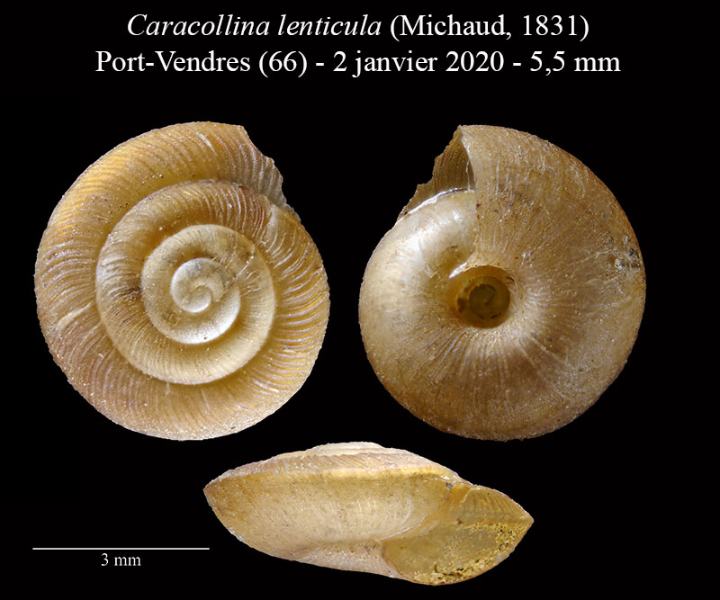 Caracollina lenticula #61555