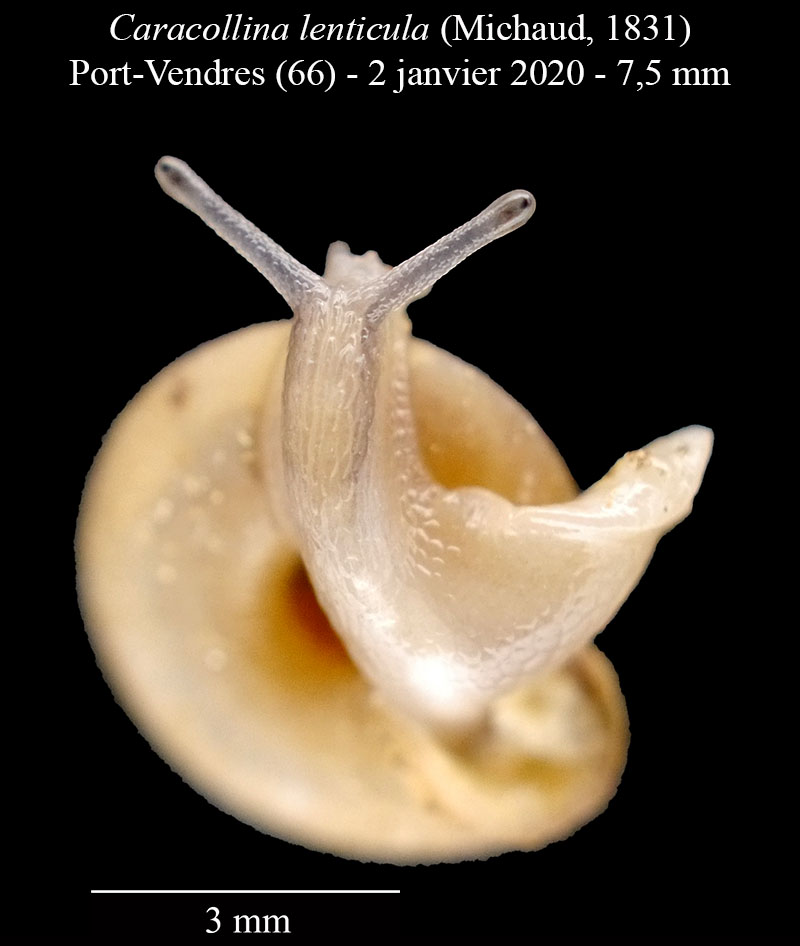 Caracollina lenticula #61563