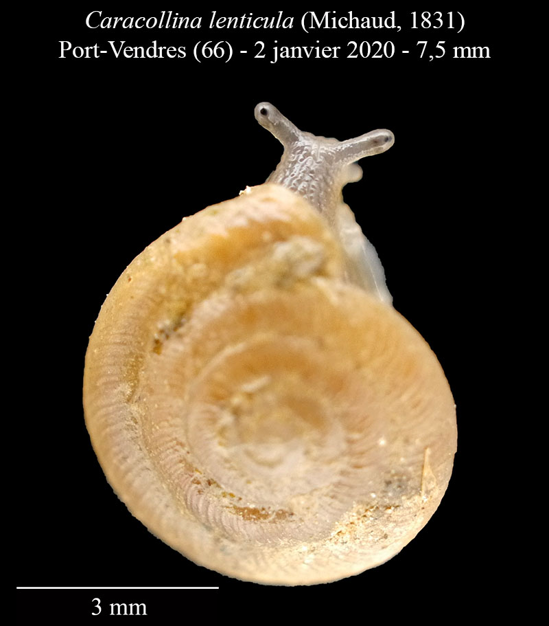 Caracollina lenticula #61562
