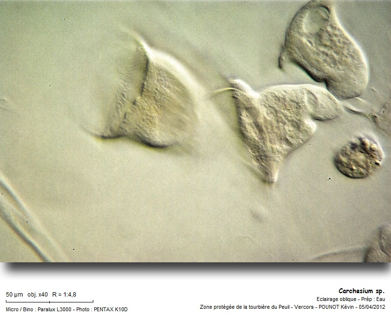Carchesium sp. #26374