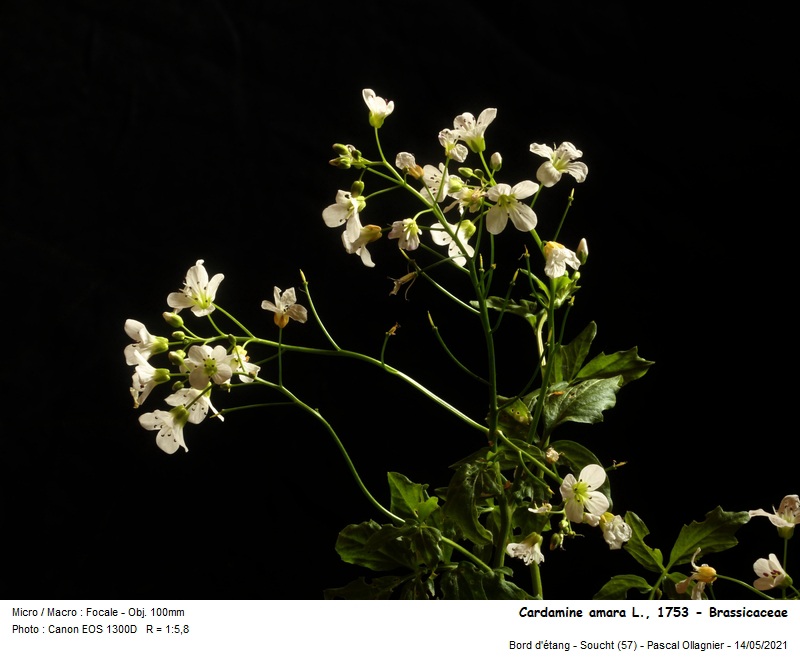Cardamine amara L., 1753 - Cardamine amère #70349