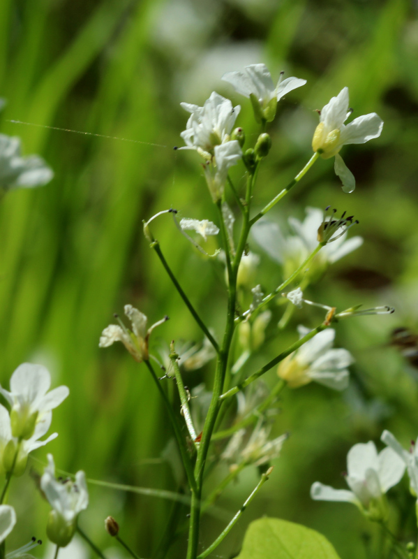Cardamine amara L., 1753 - Cardamine amère #70354