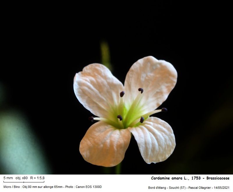 Cardamine amara L., 1753 - Cardamine amère #70356