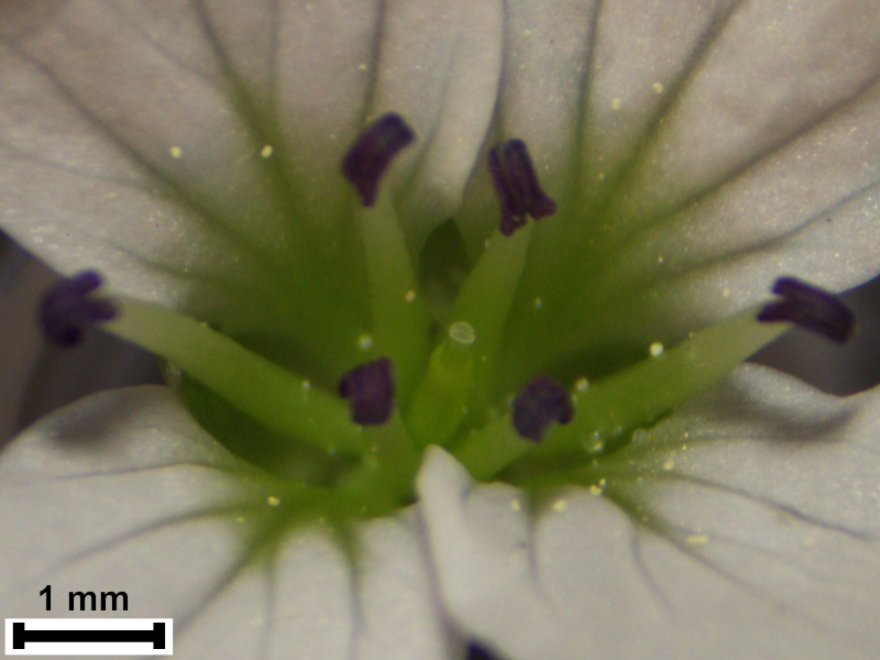 Cardamine amara L., 1753 - Cardamine amère #70359