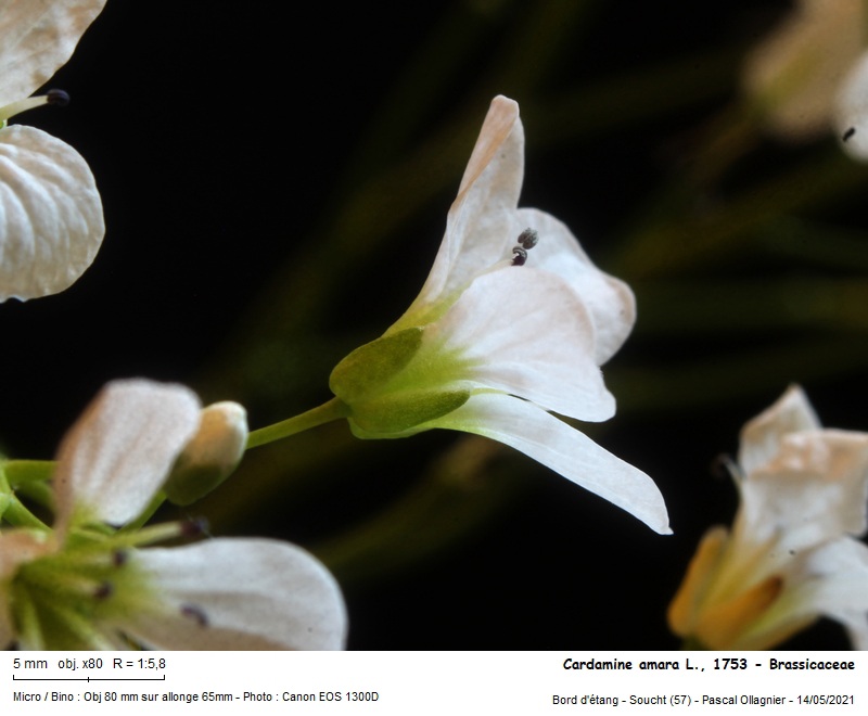 Cardamine amara L., 1753 - Cardamine amère #70355