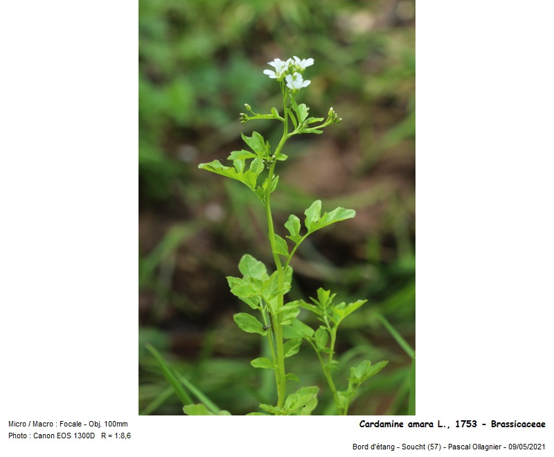 Cardamine amara L., 1753 - Cardamine amère #70351