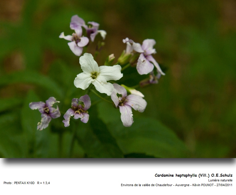 Cardamine heptaphylla (Vill.) O.E.Schulz #21877