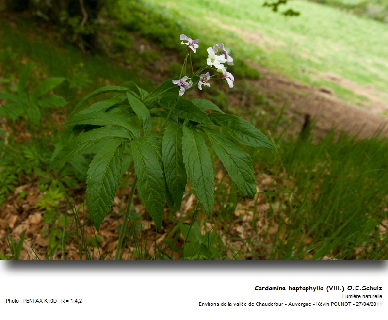 Cardamine heptaphylla (Vill.) O.E.Schulz #21876