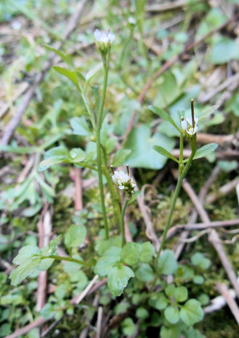 Cardamine hirsuta -Cardamine hérissée #62736