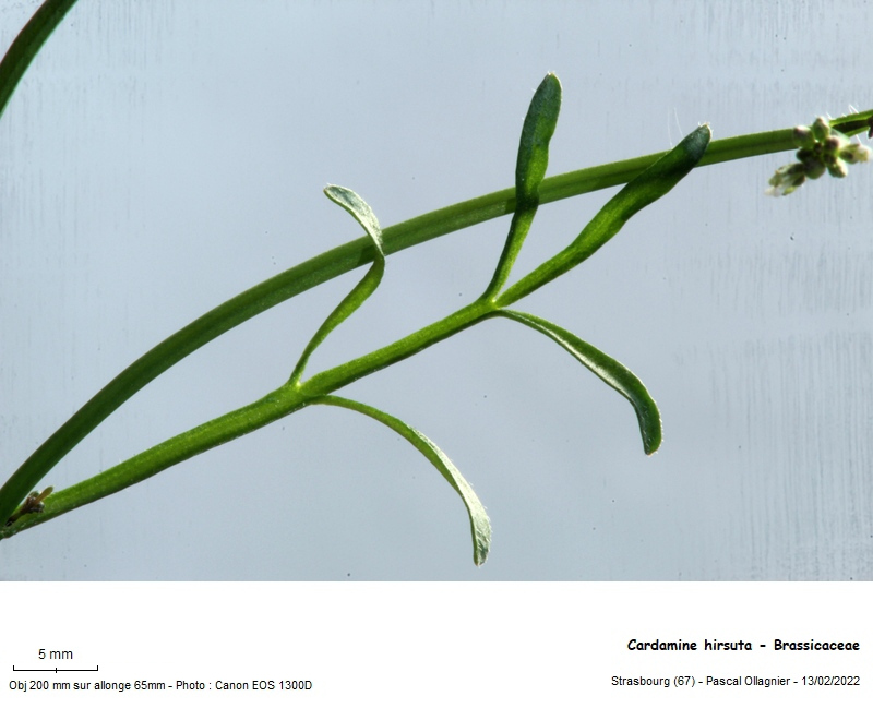 Cardamine hirsuta L., 1753 #78356