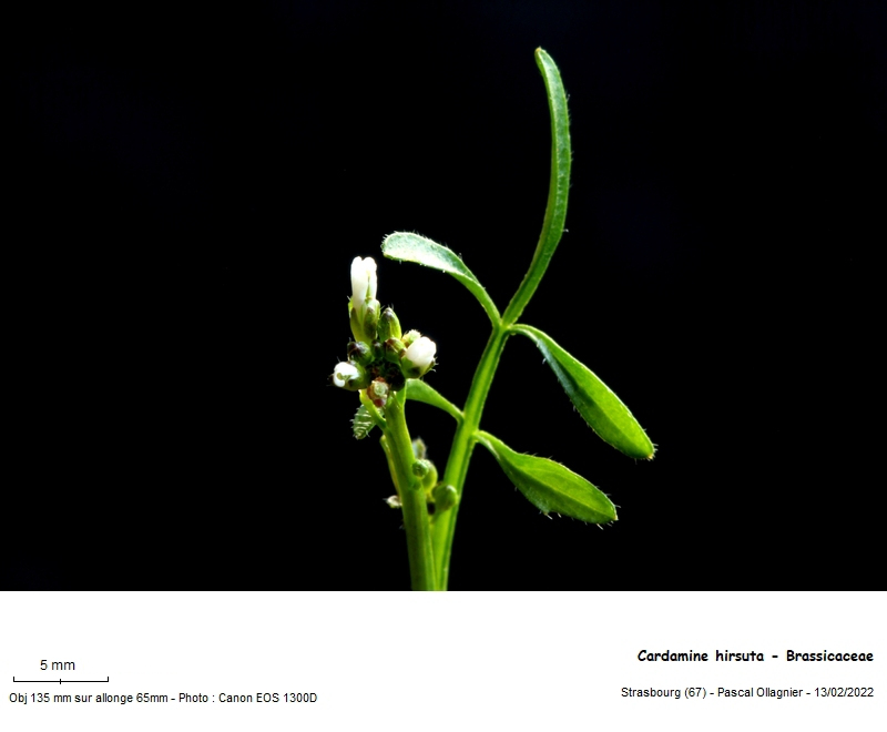 Cardamine hirsuta L., 1753 #78358