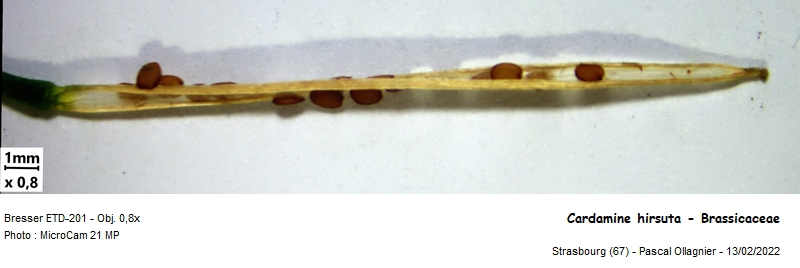 Cardamine hirsuta L., 1753 #78365